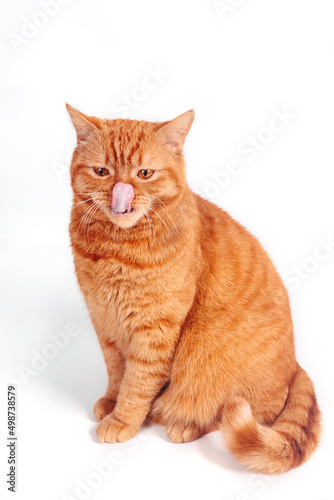 Portrait of funny ginger british cat licks on white background