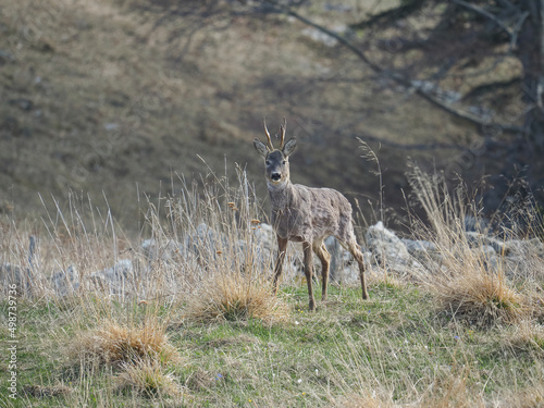 Fototapeta Naklejka Na Ścianę i Meble -  Male of Roe deer (Capreolus capreolus),  in the meadow in spring