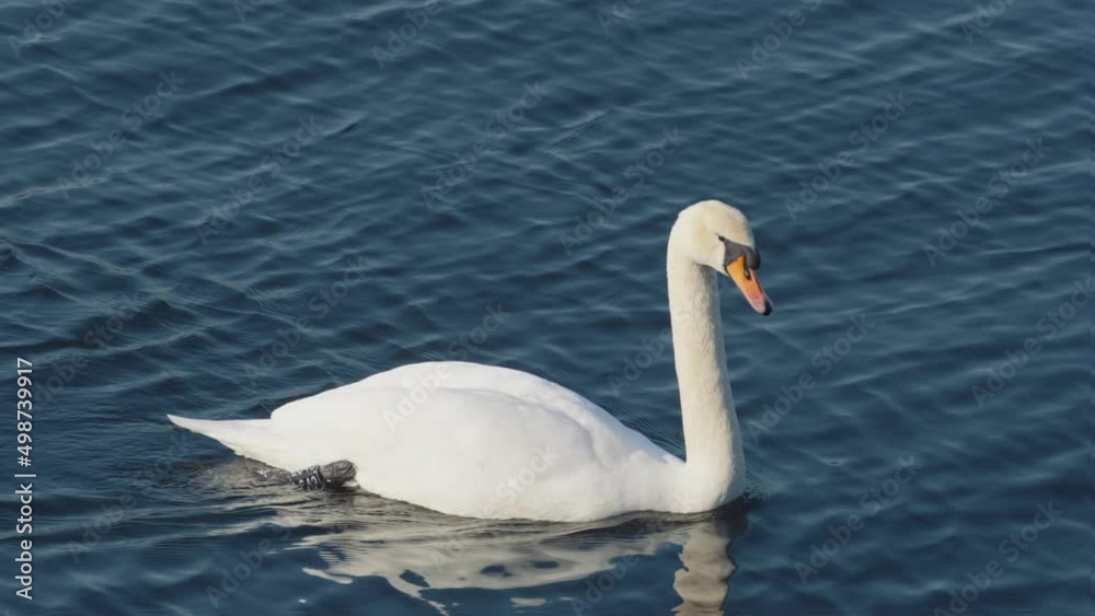 A single swan swims in calm water. Close up.
Slight angle from above in 4K. A single swan swims in calm water. Close up.
Slight angle from above in 4K.