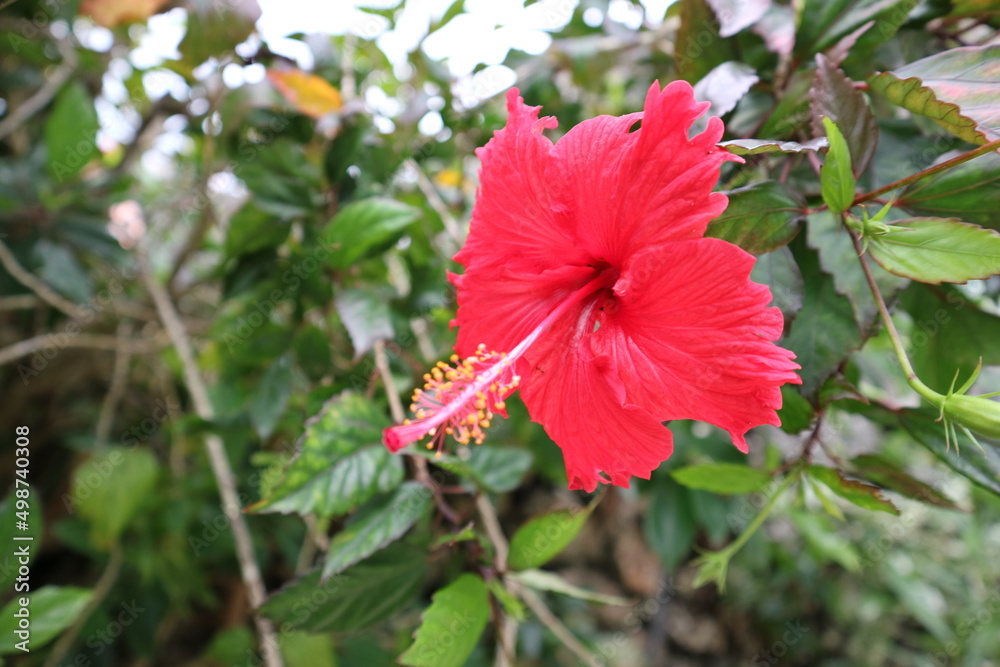 Obraz premium 南国の植物