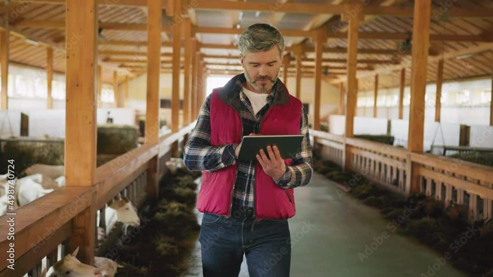 Attractive farmer man walking use tablet computer device look around in barn with livestock. Ranch, rural. Indoors in village. Close up. Goat farm. Slow motion Attractive farmer man walking use tablet computer device look around in barn with livestock. Ranch, rural. Indoors in village. Close up. Goat farm. Slow motion