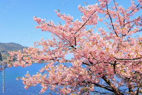 海沿いに咲く河津桜