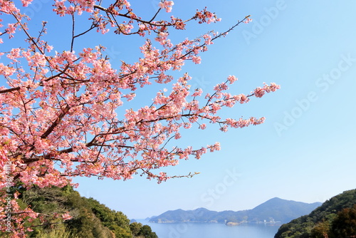 全盛期の河津桜