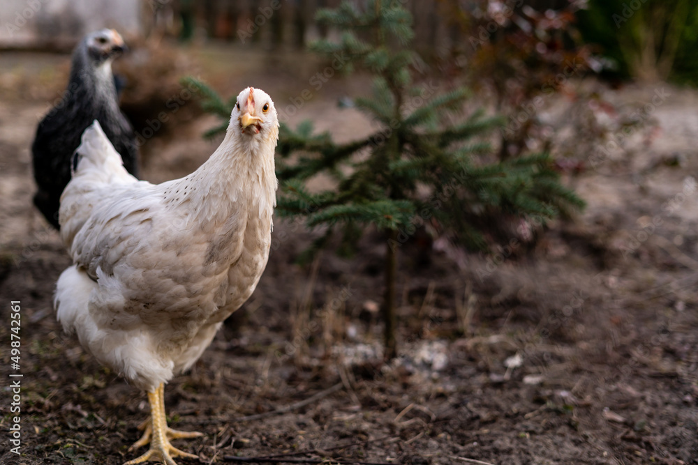 Closeup of a white chicken roaming around a farm with black chicken behind. Domestic bird from a small flock looking for food around a garden with trees.