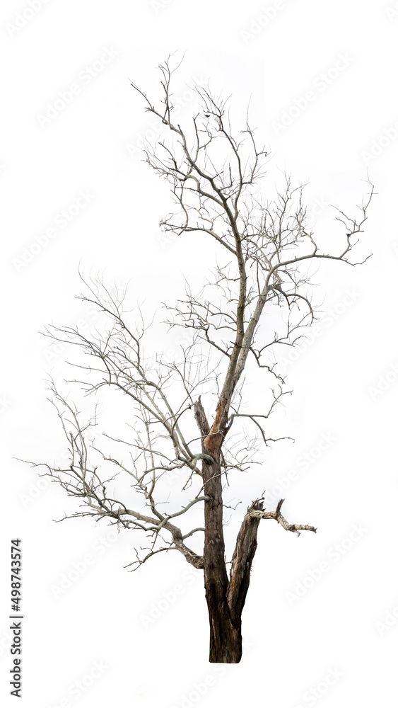 Isolated dead tree with no leaves on white background. Isolated dead tree with no leaves on white background.