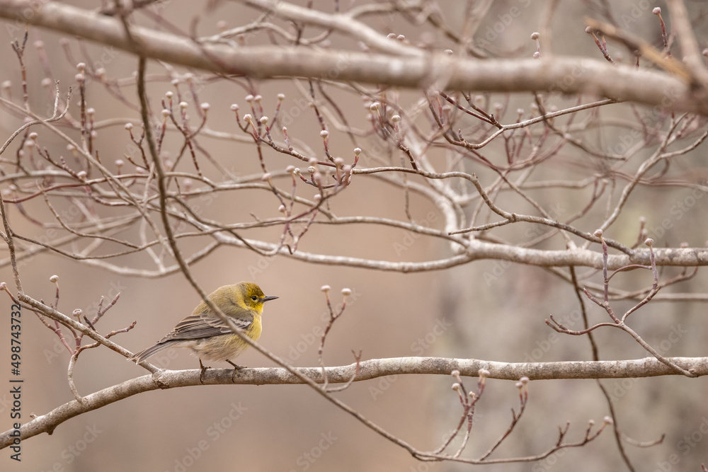 Naklejka premium Lone Pine Warbler on a branch.