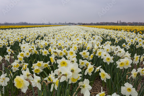 Spring blooming fields of daffodils in the Netherlands