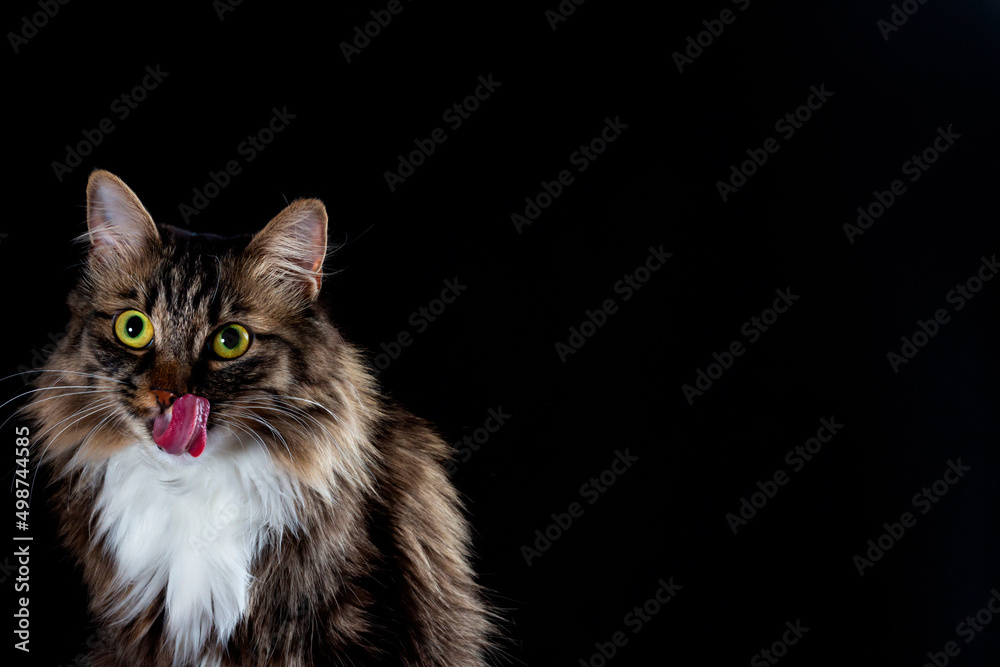 Front view of a Norwegian Forest cat sitting looking at the camera isolated on black. Front view of a Norwegian Forest cat sitting looking at the camera isolated on black.