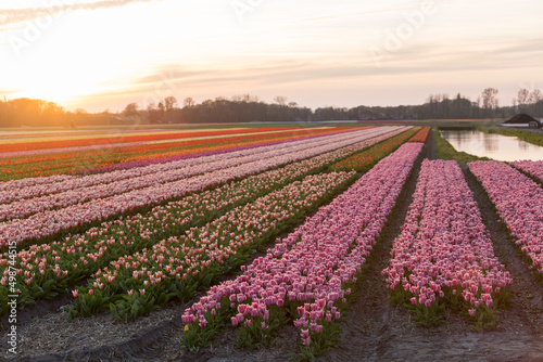 Spring blooming fields of pink tulips, Holland, the Netherlands