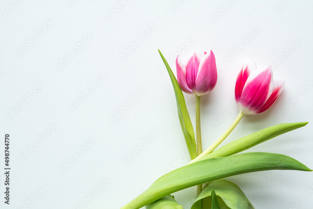 Hintergrund mit Tulpen Hintergrund mit Tulpen