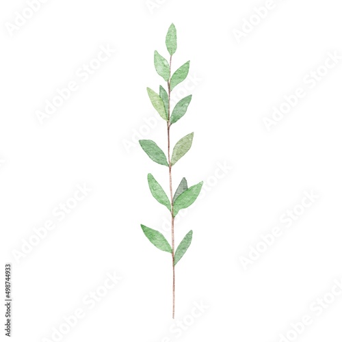 plant isolated on white background