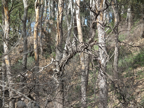 Foresta briuciata