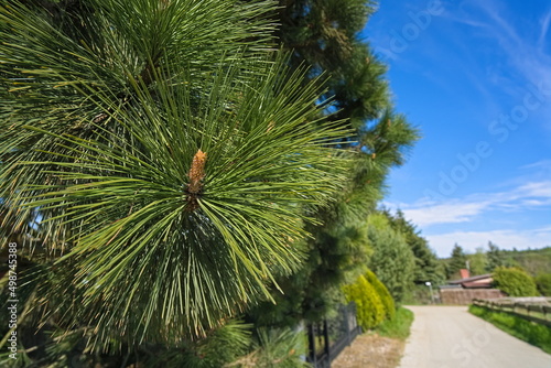 A closeup of pine trees with long needles