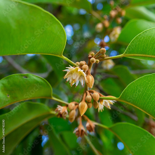 Flowers of Asian bulletwood, Bullet wood, Bukal, Tanjong tree, Medlar or Spanish cherry. (Mimusops elengi) photo