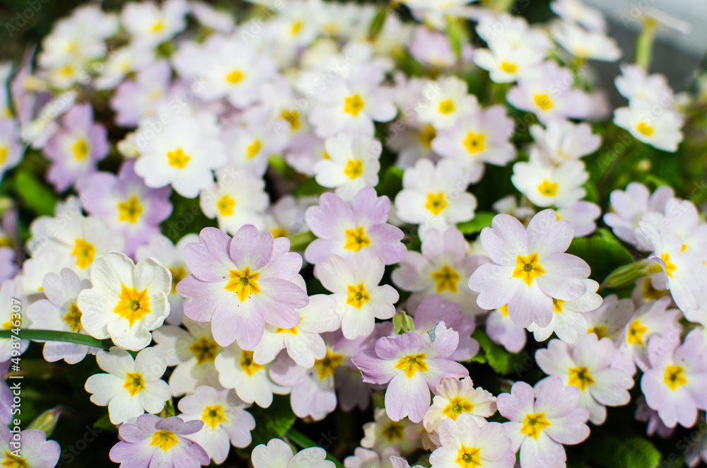 Fototapeta premium Small fragile primrose flowers bloom