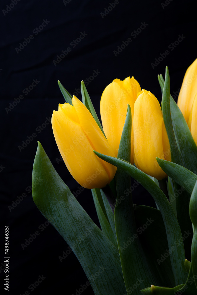 Naklejka premium yellow tulip on black background lowkey