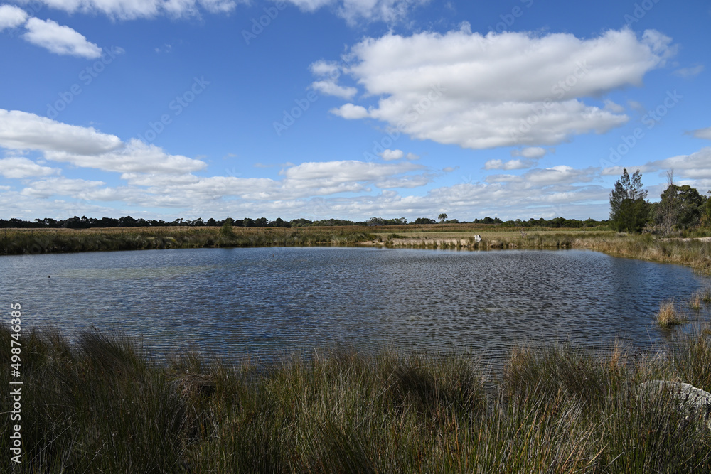 Small lake at Edithvale Wetlands, in the suburbs of Melbourne, during a sunny day, with many reeds in both the foreground and background