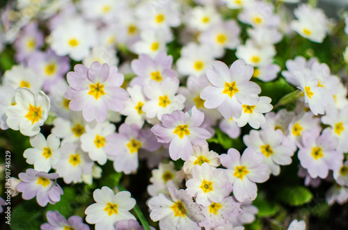 Small fragile primrose flowers bloom