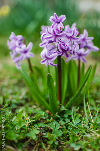 purple flowers in the garden