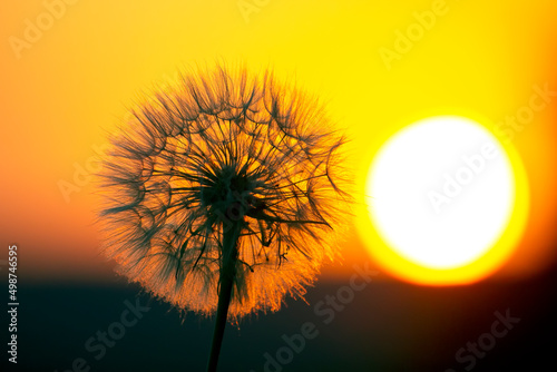 dandelion on the background of the setting sun. Nature and floral botany