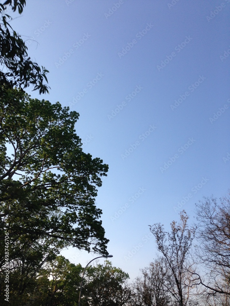 Obraz premium Tree blue sky, tree top against blue sky on a sunny day. Spring landscape - bright green trees with young foliage.