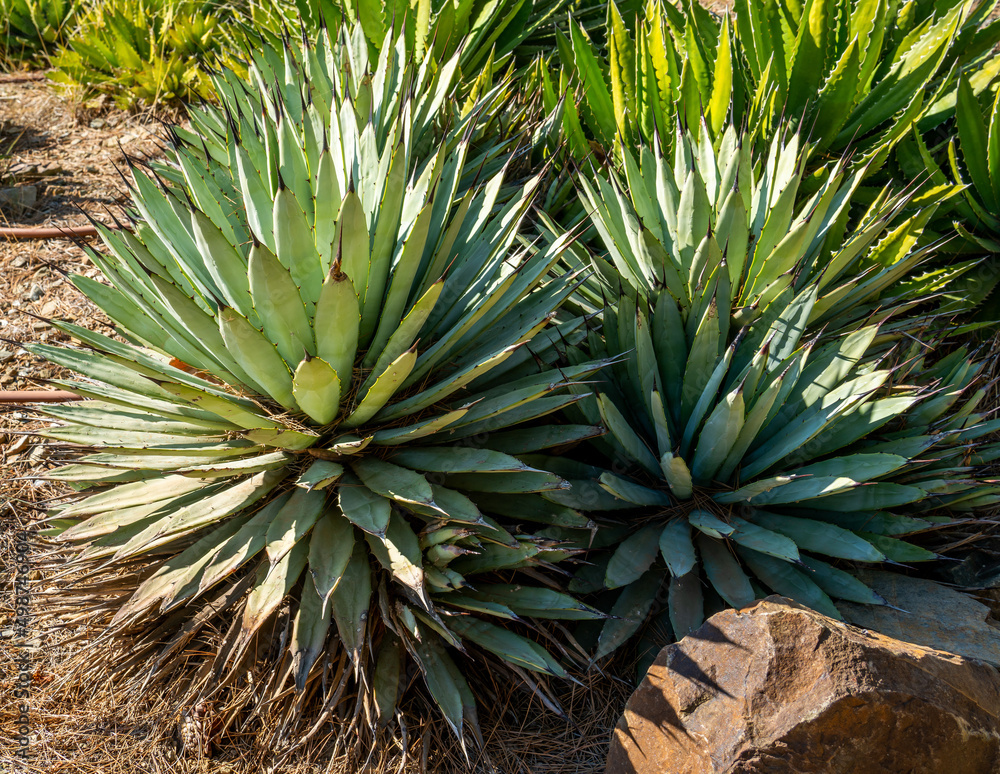Close up of Black-spined or Large-thorned agave (Agave macroacantha)
Close up of Black-spined or Large-thorned agave (Agave macroacantha)