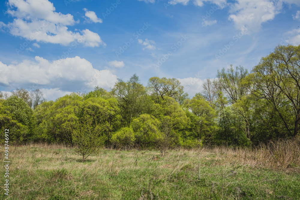 Spring forest with fresh green foliage. A backing from landscape with trees and fir-trees and bushes for branding, calendar, postcard, screensaver, wallpaper, poster, banner, cover, website