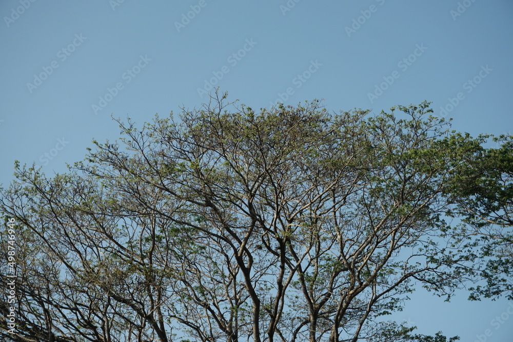 Tree blue sky, tree top against blue sky on a sunny day. Spring landscape - bright green trees with young foliage. Tree blue sky, tree top against blue sky on a sunny day. Spring landscape - bright green trees with young foliage.
