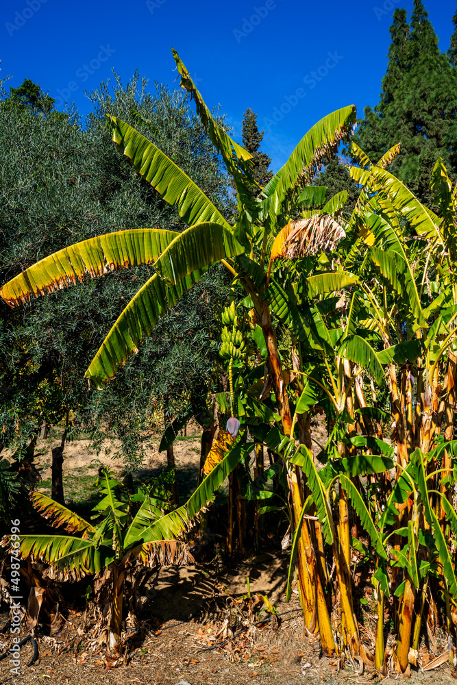 Fototapeta premium Close up of flowering Banana tree (Musa acuminata) 