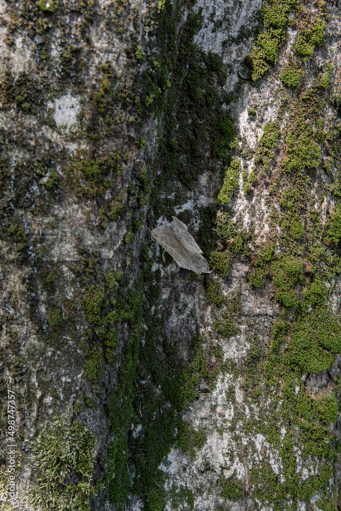 Leaf on trunk Leaf on trunk