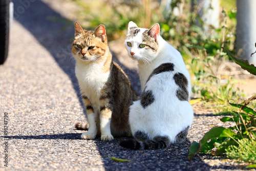 猫たち