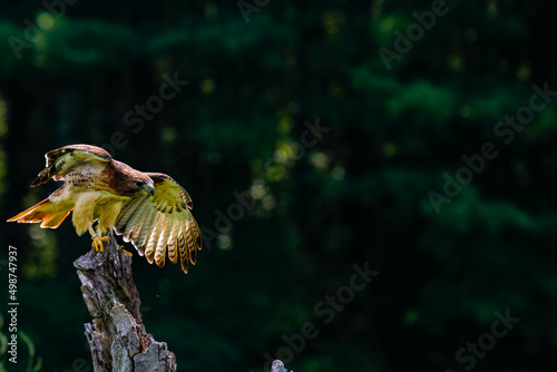 Harris hawk in flight photography  beautiful raptor bird