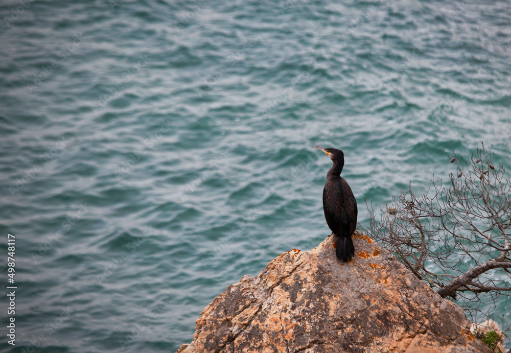 Fototapeta premium cormorant on rock