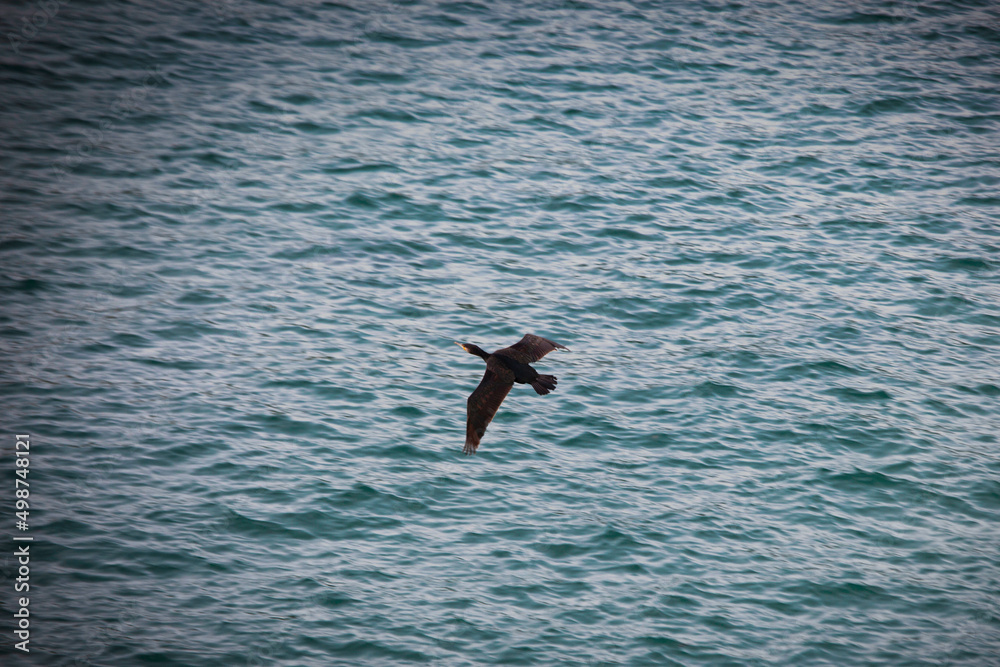 bird surfing in the sea