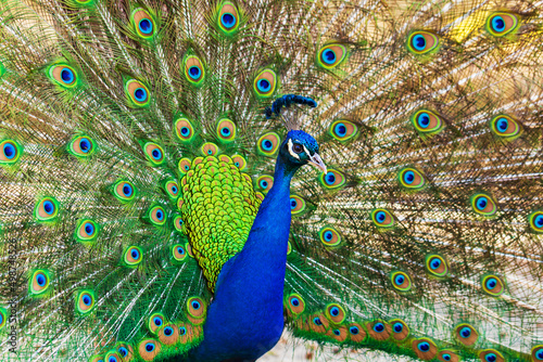 фотографія The beautiful colorful peacock bird has an outstretched tail.