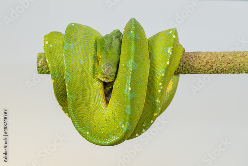 Corallus caninus - green snake coiled into a ball. photo