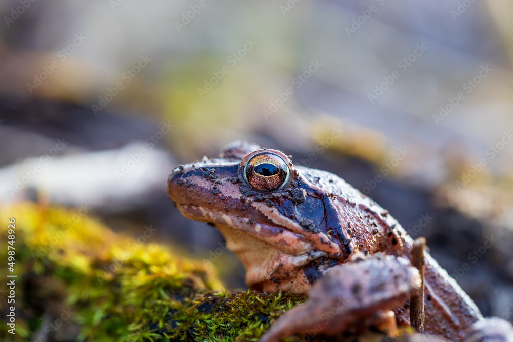 Blue Frog - Frog Arvalis on the surface of a swamp. Photo of wild nature