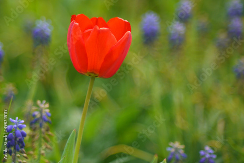 Red tulip bloom field with beautiful hyacinth in spring time with sunlight, floral blurred background, garden scene-Selective focus on the top of a tulip