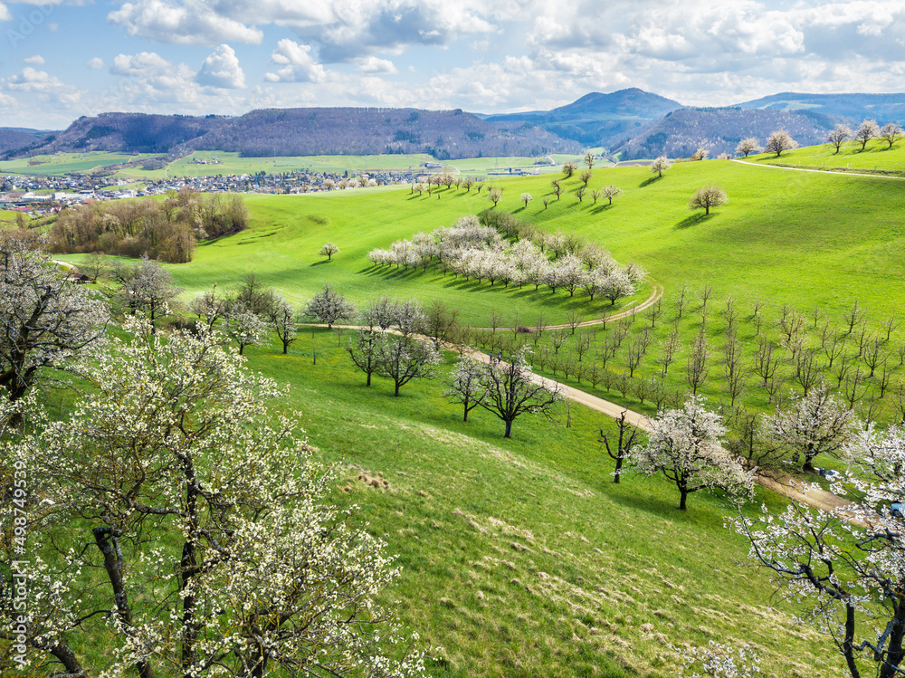 Aerial view of the Swiss village Fricktal with blooming orchard garden over the hill