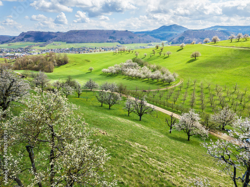 Obraz na płótnie Aerial view of the Swiss village Fricktal with blooming orchard garden over the hill w salonie