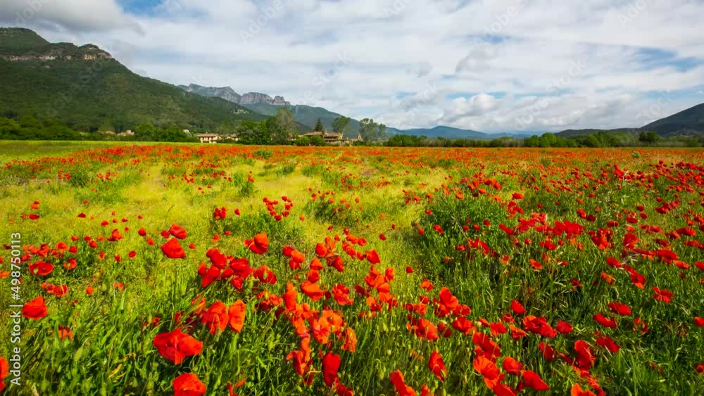 Time lapse scene of Poppy flowers and spring in Hostalets D En Bas, La Garrotxa, Spain