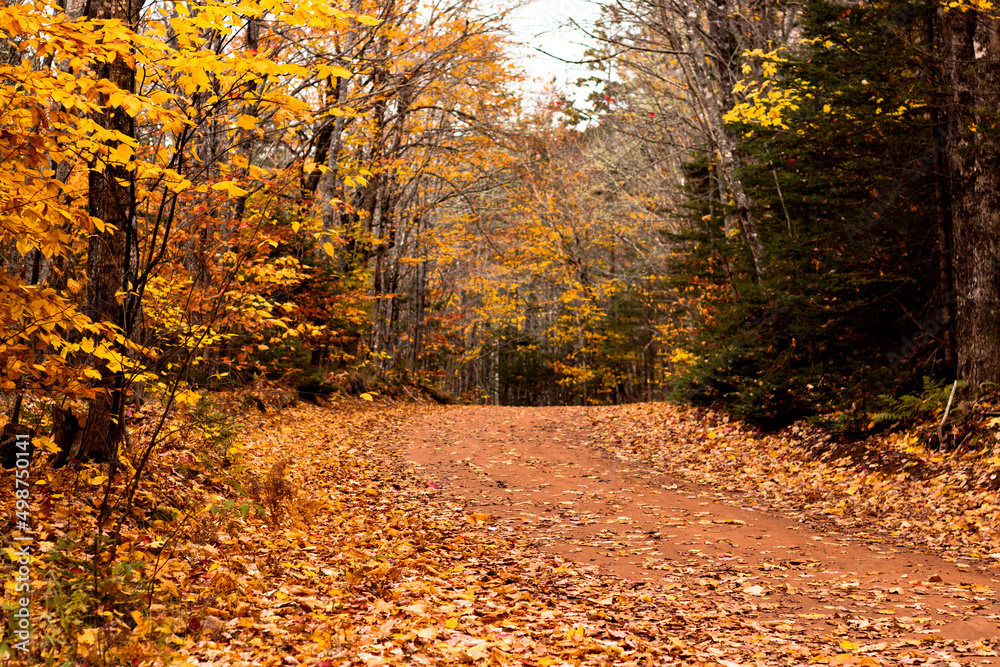 Fototapeta premium autumn leaves on the road