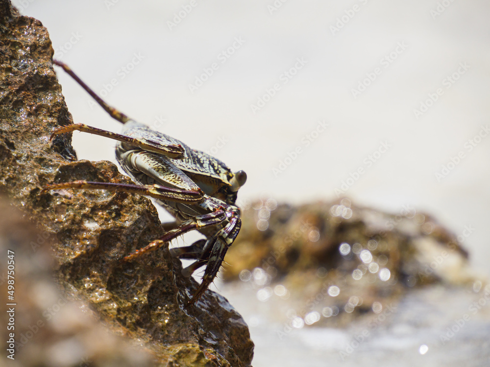 Fototapeta premium OLYMPUS DIGITAL CAMERA