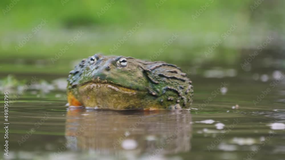 Large African Bullfrogs During Their Mating Season In A Pond At Central Kalahari Nature Reserve In Botswana. Selective Focus Shot Large African Bullfrogs During Their Mating Season In A Pond At Central Kalahari Nature Reserve In Botswana. Selective Focus Shot