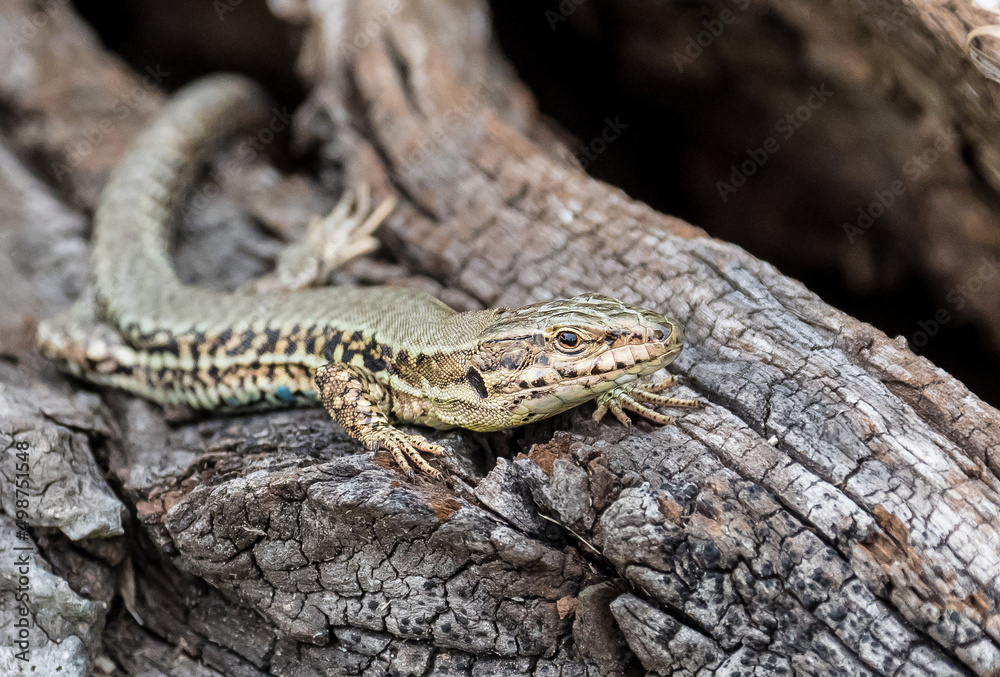 Die Mauereidechse (Podarcis muralis) Die Mauereidechse (Podarcis muralis)