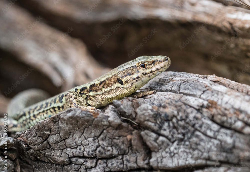 Die Mauereidechse (Podarcis muralis)