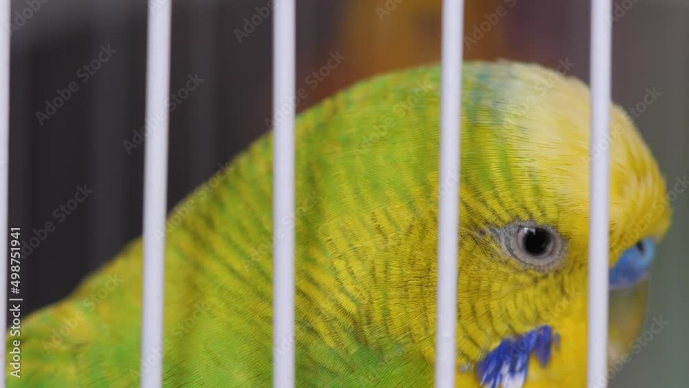 Pets birds theme. closeup of the head of a green budgerigar in a cage