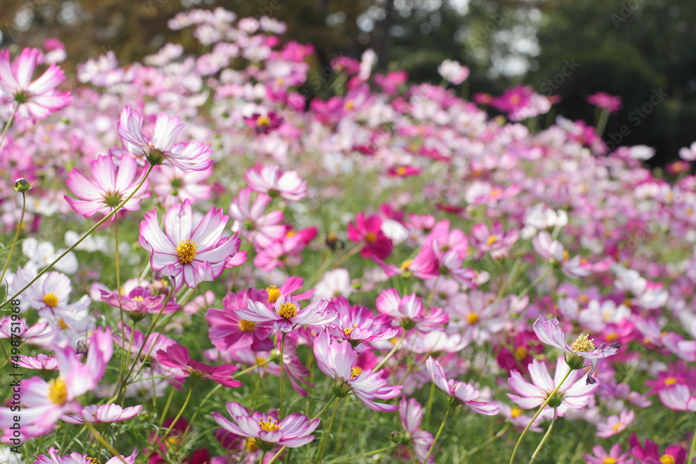 field of flowers