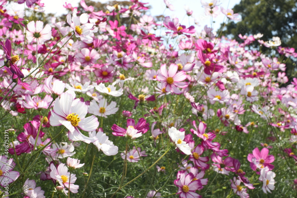 pink and white flowers