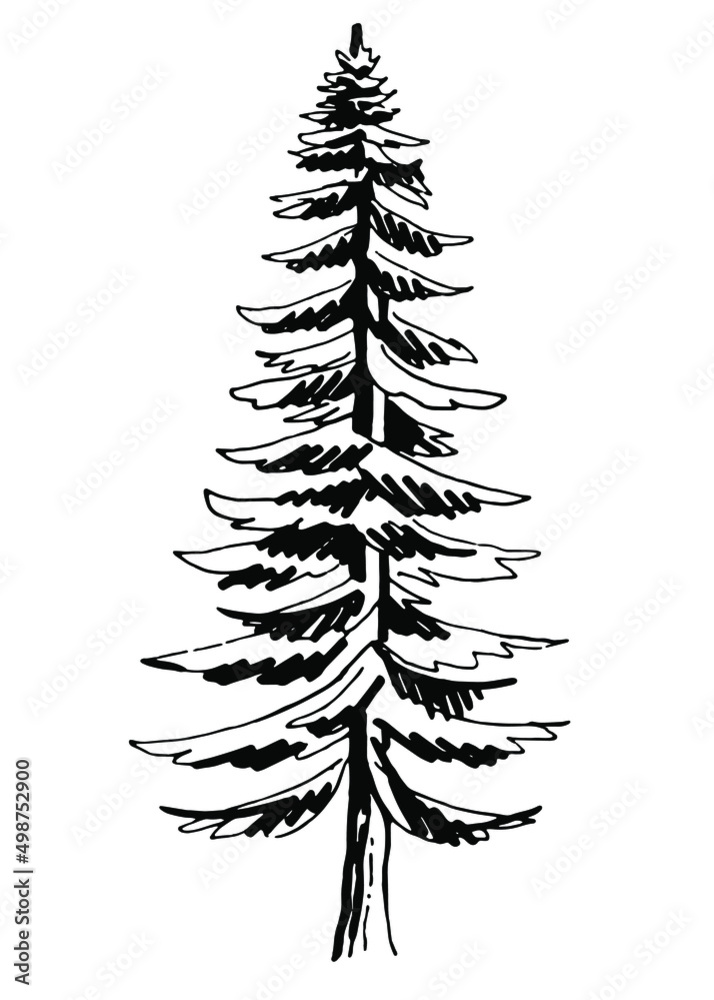 Spruce. Black and white illustration. Vector clipart. Hand-drawn Stock ...